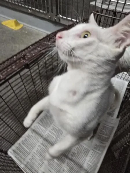 A young small-sized female Domestic Short Hair cat named Snowy for adoption in Los Angeles, CA