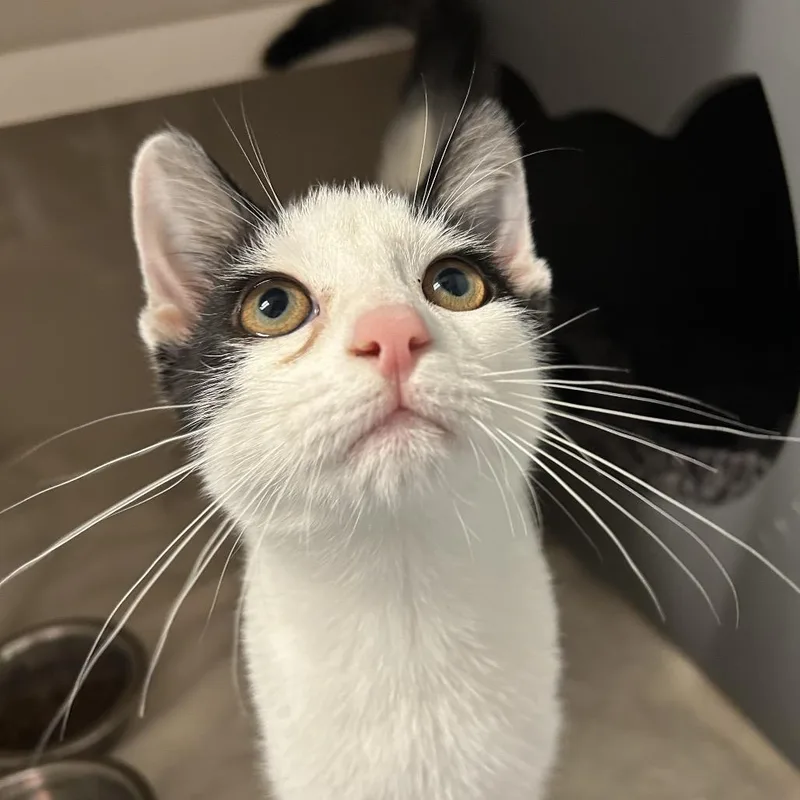 A young medium-sized female White Domestic Short Hair cat named Strawberry for adoption in Watertown, NY