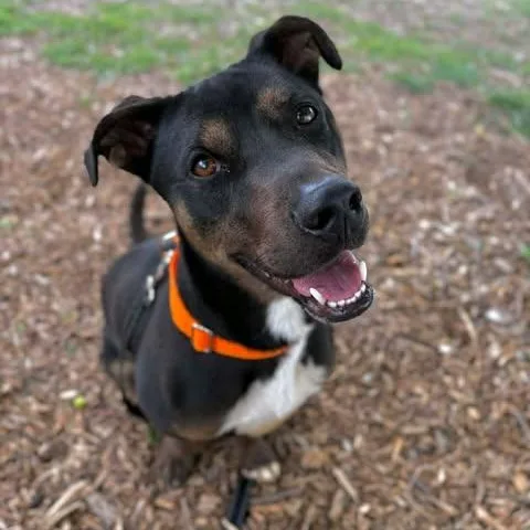 A young medium-sized male Australian Kelpie dog named Waldo for adoption in Center Point, TX