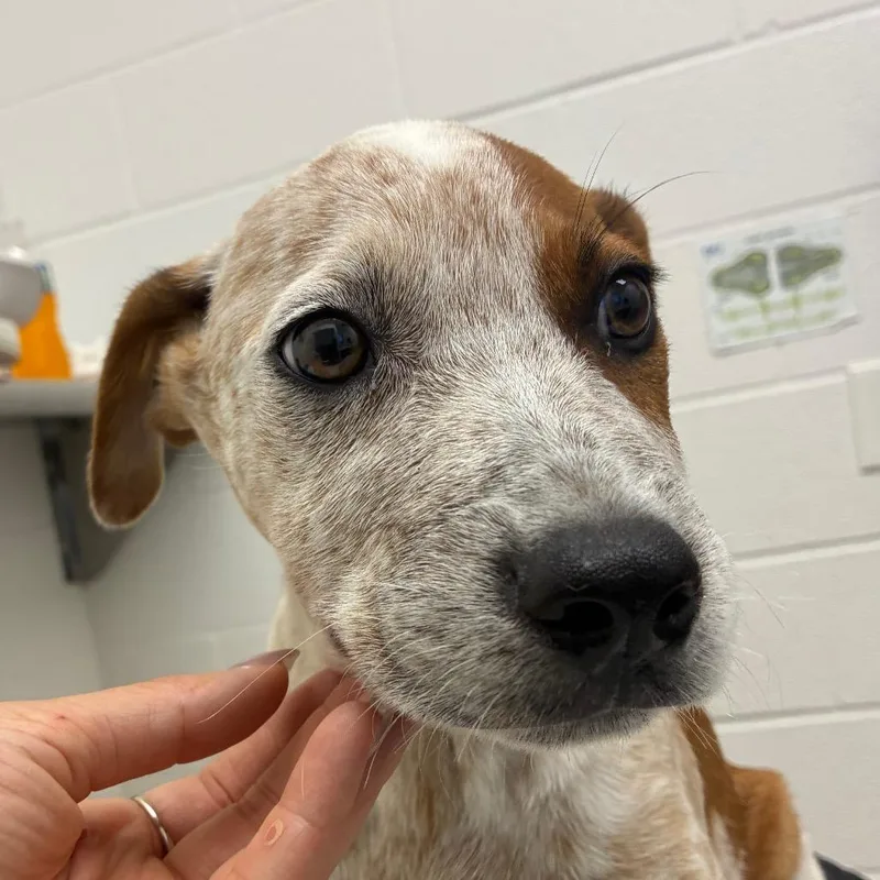 A baby small-sized male Red / Chestnut / Orange Cattle Dog dog named Cash for adoption in Corpus Christi, TX