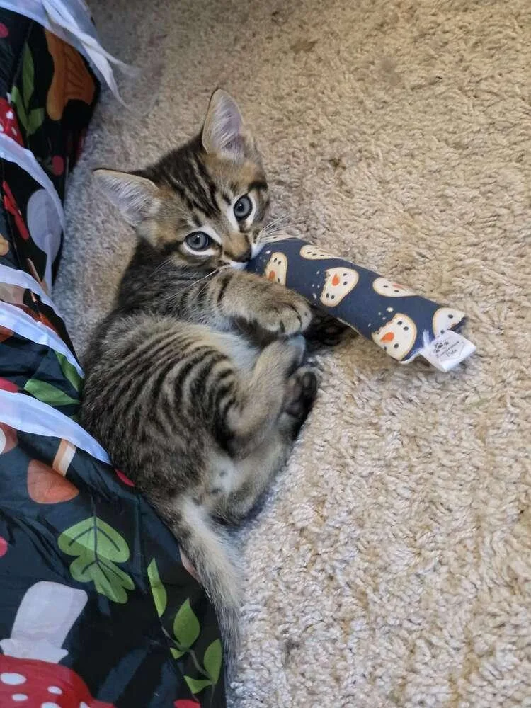 A baby small-sized male Brown / Chocolate Domestic Short Hair cat named Hiccup for adoption in Vancouver, WA
