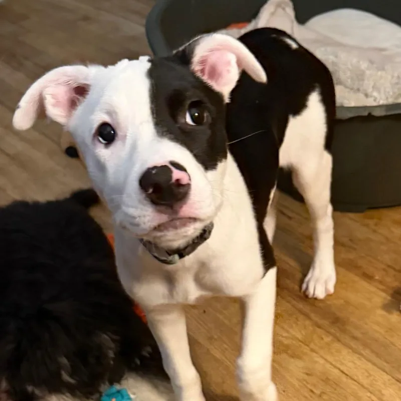 A baby large-sized female White / Cream Mixed Breed dog named Pigeon for adoption in Kansas City, MO