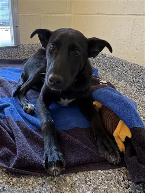 A baby medium-sized female German Shepherd Dog dog named Pineapple for adoption in Brewster, MA