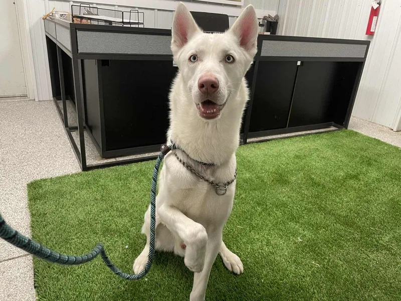 An adult large-sized male Shepherd dog named Storm for adoption in Muskegon, MI