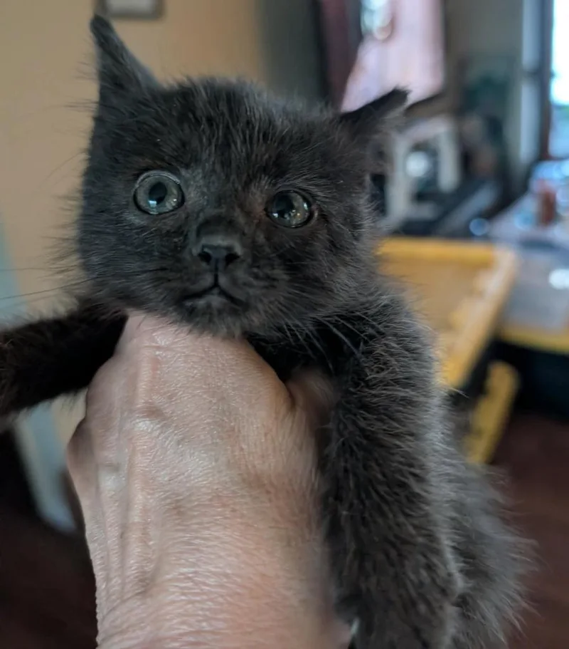 A baby medium-sized male Domestic Short Hair cat named Farmall for adoption in Portland, IN
