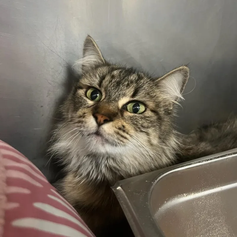 An adult medium-sized female Brown / Chocolate Domestic Medium Hair cat named Kim Possible for adoption in Houston, TX