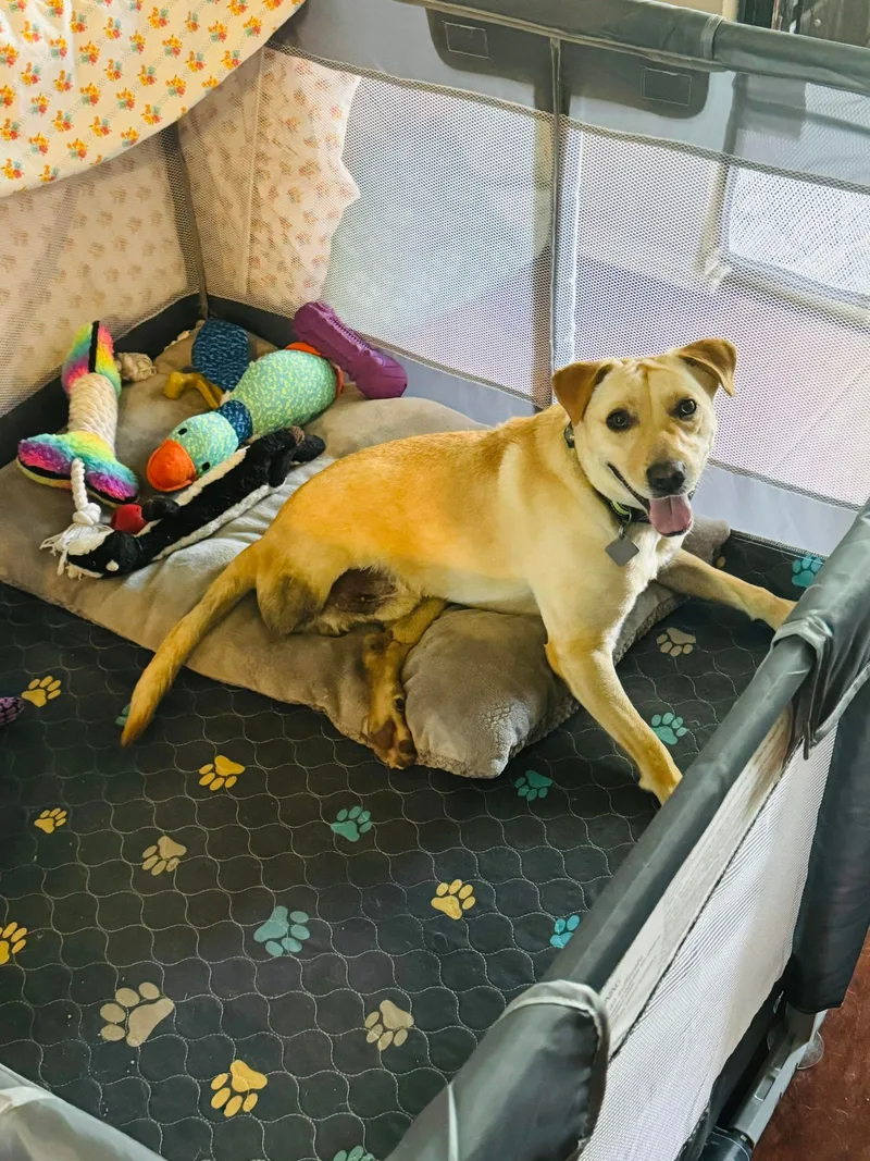 An adult medium-sized male Yellow / Tan / Blond / Fawn Labrador Retriever dog named Miracle "hot Wheels" for adoption in San Antonio, TX