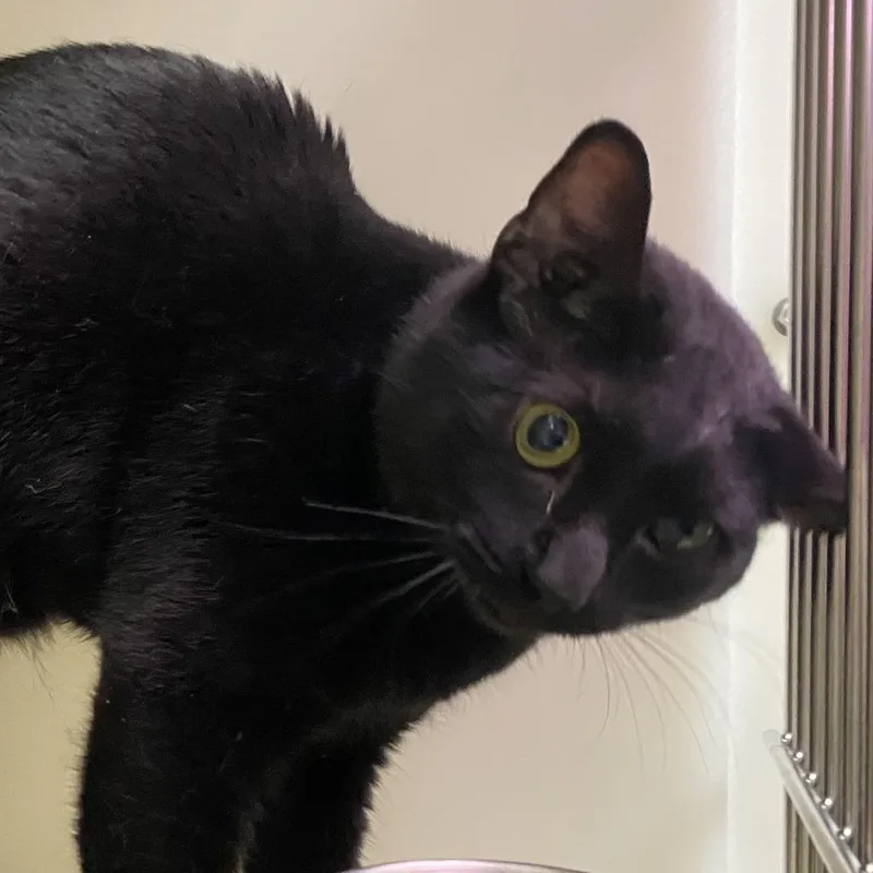 An adult large-sized male Black Domestic Short Hair cat named 72278 for adoption in Harrisonburg, VA