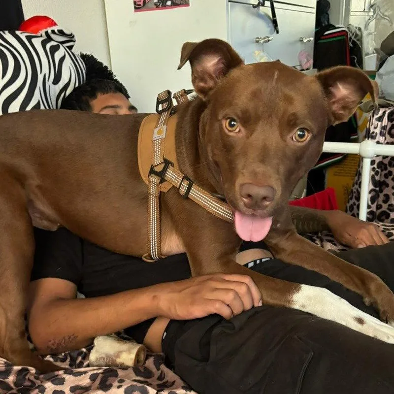 An adult small-sized male Brown / Chocolate Pit Bull Terrier dog named Bruno for adoption in Oceanside, CA