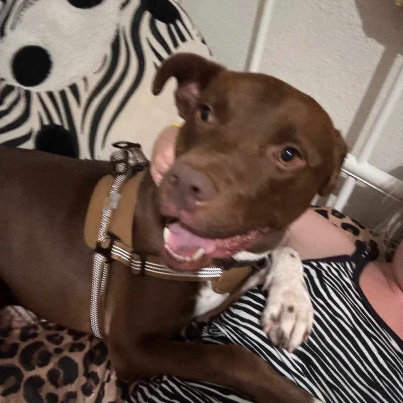 Bruno thumbnail 2