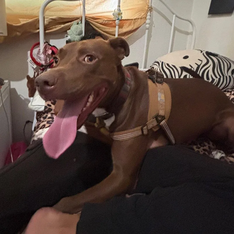 Bruno thumbnail 3