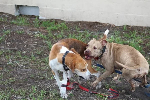 An adult medium-sized female Mixed Breed dog named Sanderson for adoption in Melbourne, FL