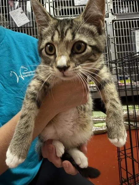 A baby small-sized female Domestic Short Hair cat named Radio for adoption in Salisbury, MD