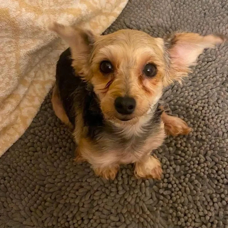 Portia