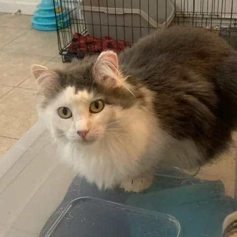 Jewell  A Shy thumbnail 2