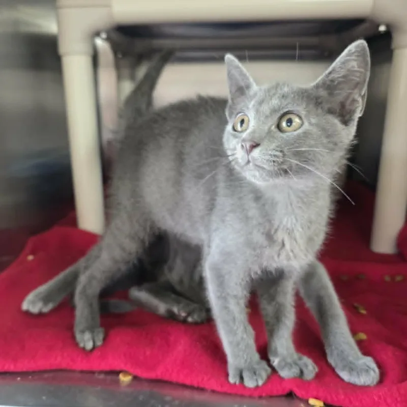 A baby small-sized female Domestic Short Hair cat named Velvet for adoption in Hamilton, GA