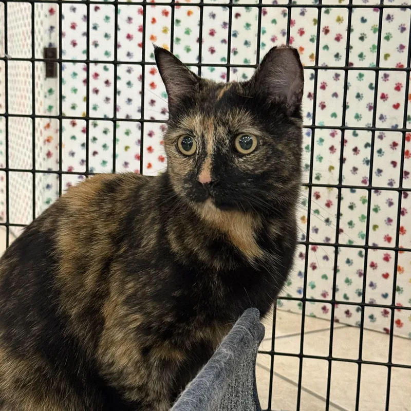 An adult medium-sized female Tortoiseshell cat named Nugget for adoption in Plymouth, MA