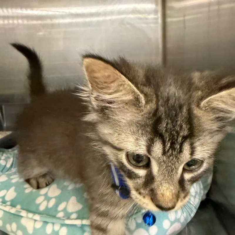 A baby small-sized male Gray / Blue / Silver Domestic Short Hair cat named Budda for adoption in Hagerstown, MD