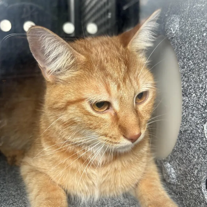 An adult medium-sized male Domestic Short Hair cat named Sherman for adoption in Birmingham, AL