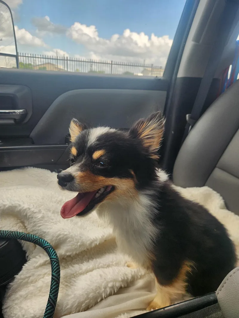 An adult small-sized male Pomeranian dog named Found Stray: Robin for adoption in Rockwall, TX