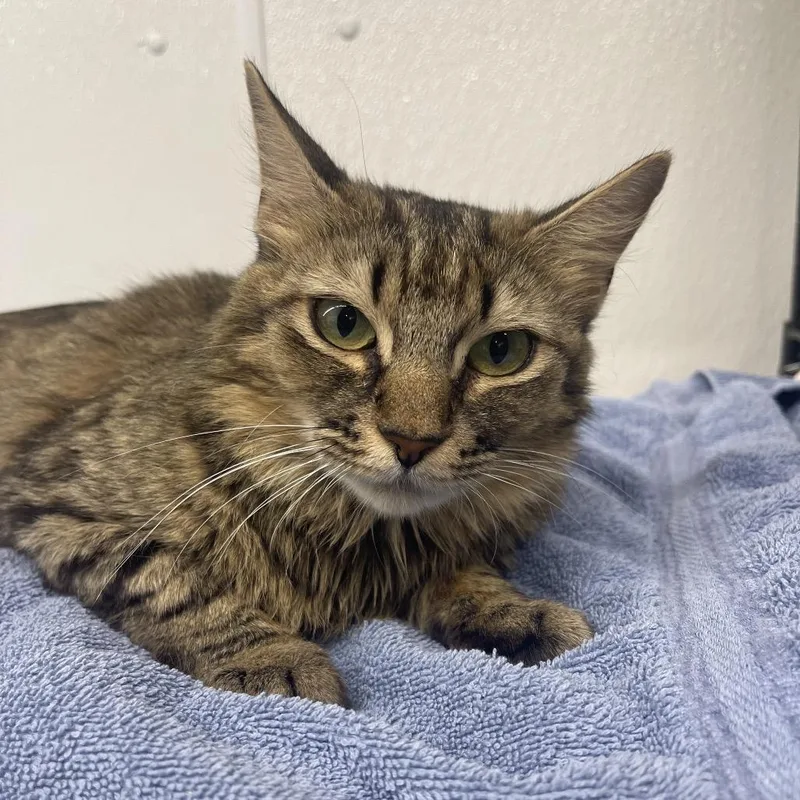An adult medium-sized female Brown / Chocolate Domestic Short Hair cat named Flame for adoption in Valdosta , GA