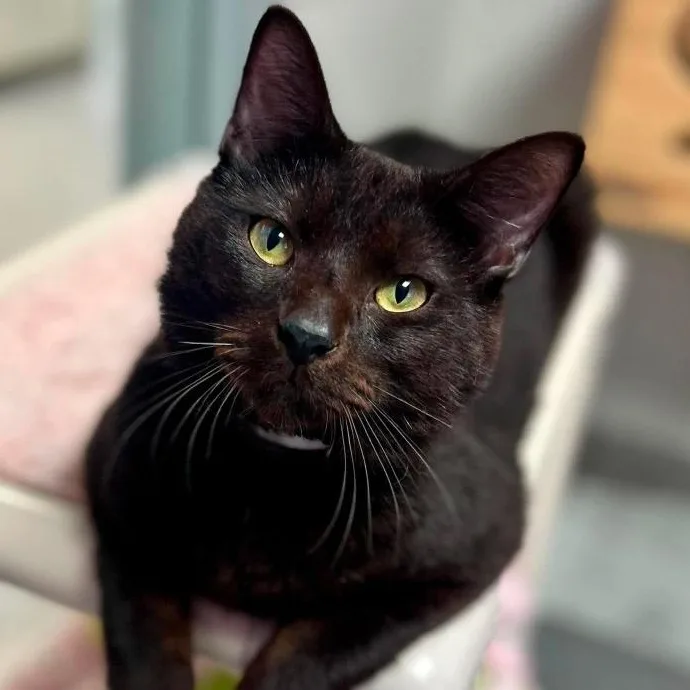 An adult medium-sized male Black Domestic Short Hair cat named Cairo for adoption in New Philadelphia, OH