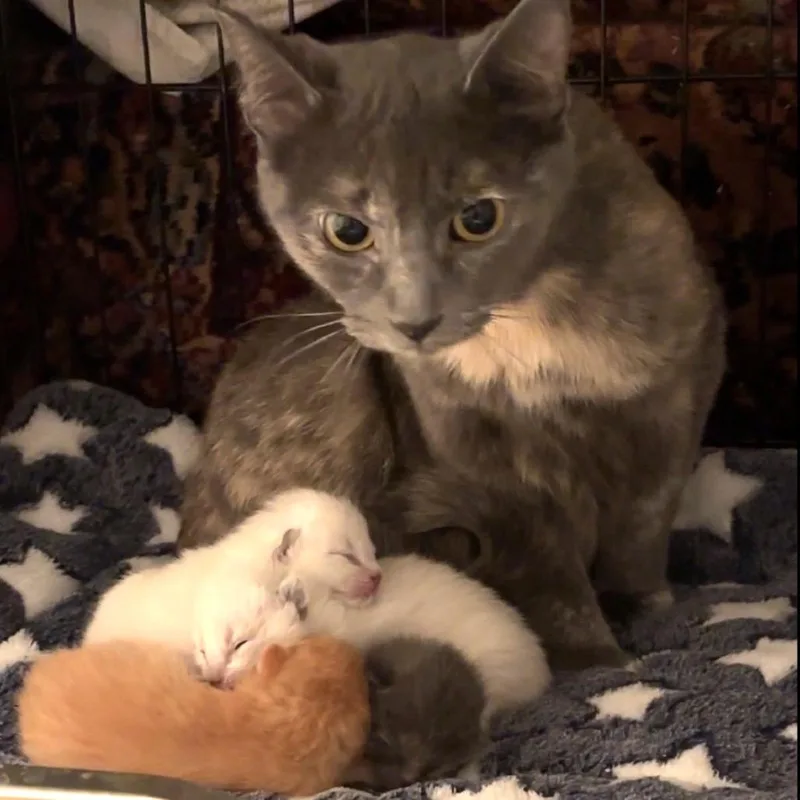 A young small-sized female Tortoiseshell Domestic Short Hair cat named Dickinson for adoption in Monroe, MI