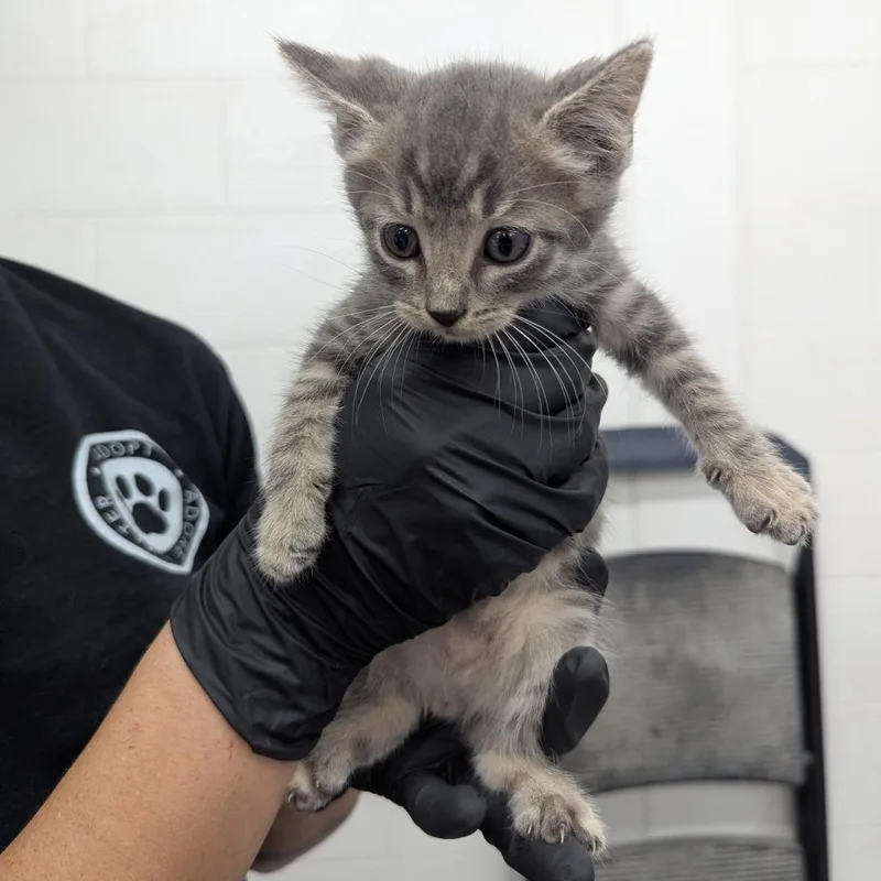 A baby small-sized male Gray / Blue / Silver Domestic Short Hair cat named Dart Frog for adoption in Evansville, IN