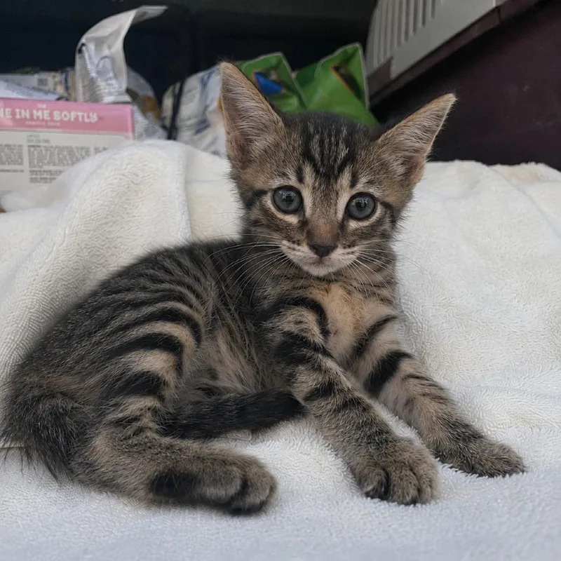 A baby small-sized female Black Domestic Short Hair cat named Pearl for adoption in Tucson, AZ