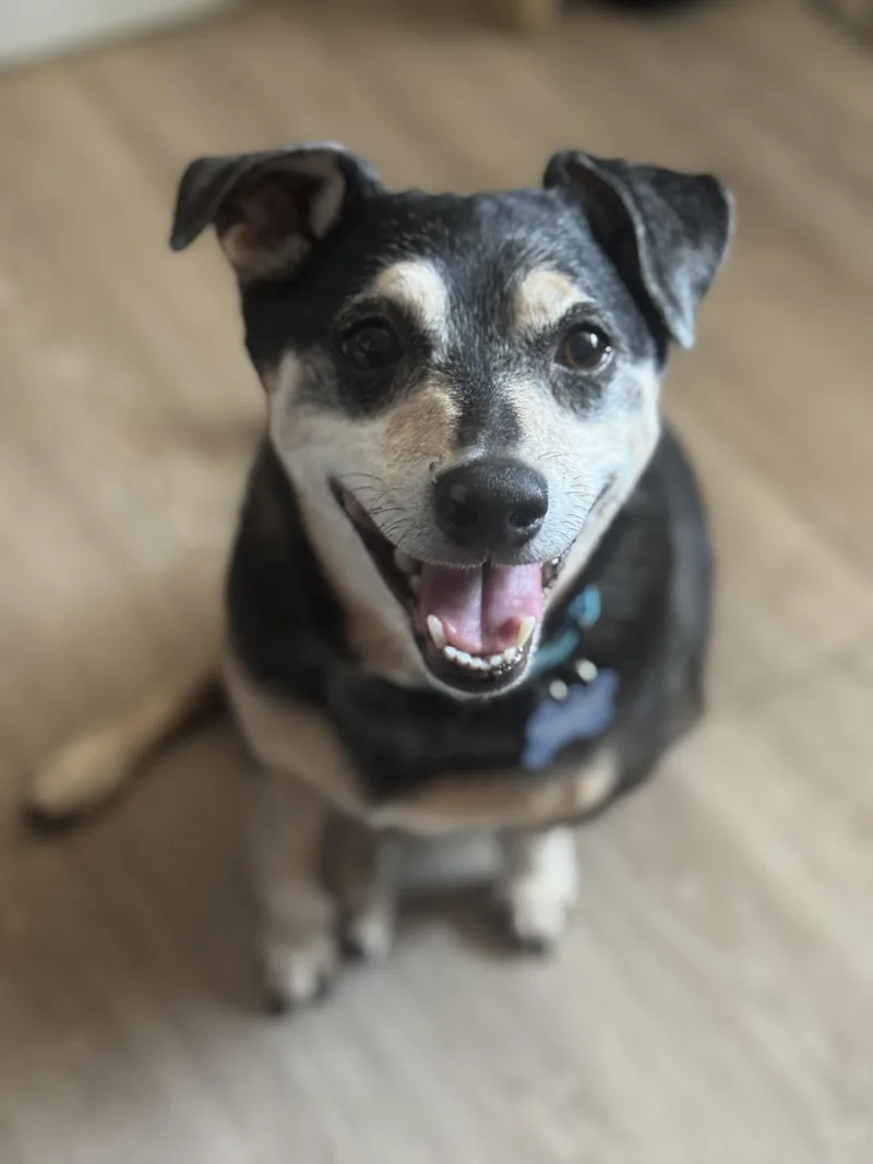 A senior small-sized male Bicolor Mixed Breed dog named Walter for adoption in Grosse Pointe Park, MI