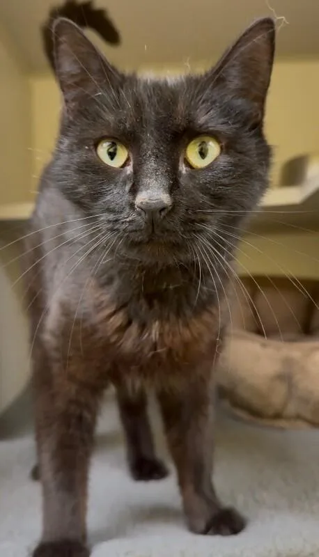 An adult medium-sized female Black Domestic Short Hair cat named Qtip for adoption in Osseo, MI