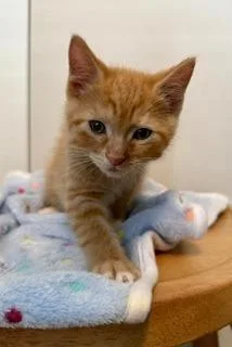 A baby medium-sized male Domestic Short Hair cat named Satsuma for adoption in Shoreline, WA