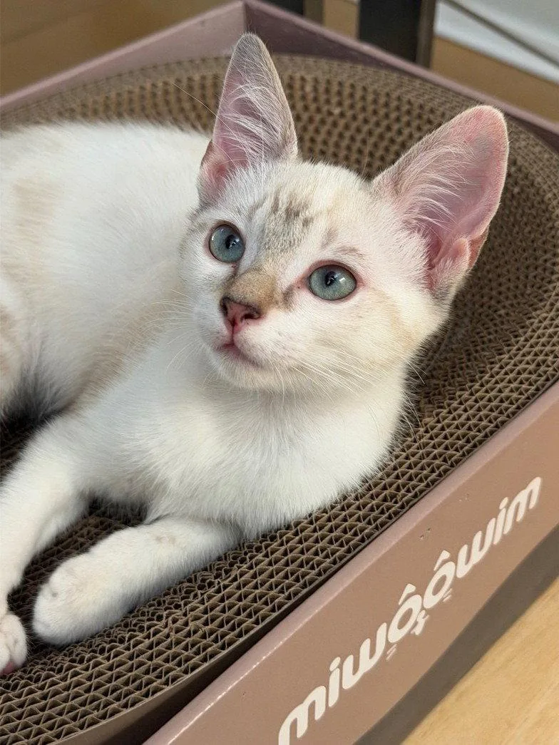 A baby medium-sized female Buff / Tan / Fawn Siamese cat named Pearl for adoption in Walnut Creek, CA