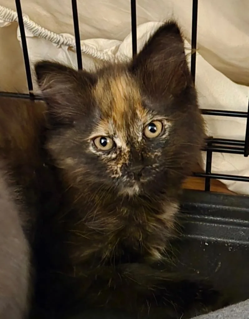 A baby small-sized female Domestic Medium Hair cat named Rizzo for adoption in Leonardtown, MD