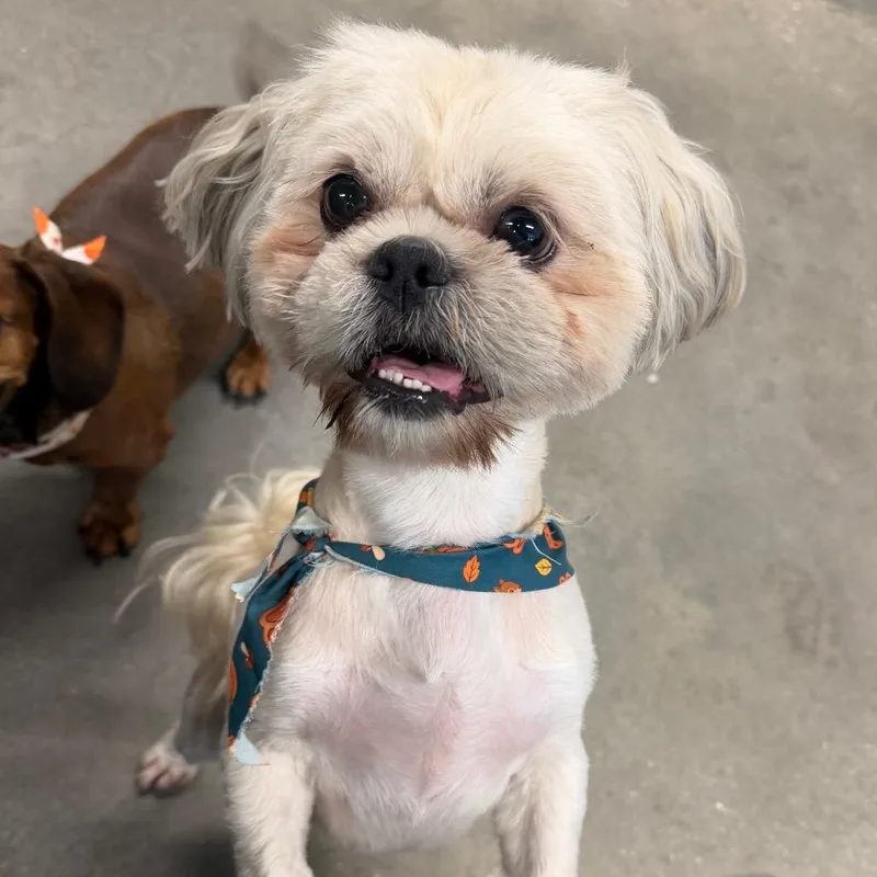 An adult small-sized male Shih Tzu dog named Cooper for adoption in Tampa, FL