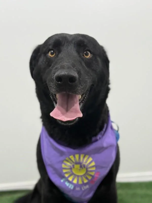 A young large-sized male Black Labrador Retriever dog named Bruno for adoption in Carlsbad, CA