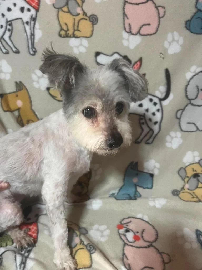 Oreo