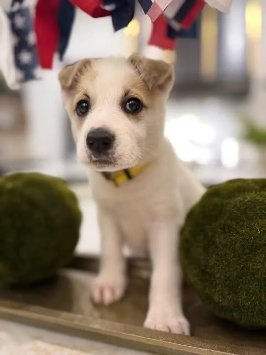 A baby small-sized female White / Cream Spitz dog named Maya for adoption in Mount Juliet, TN
