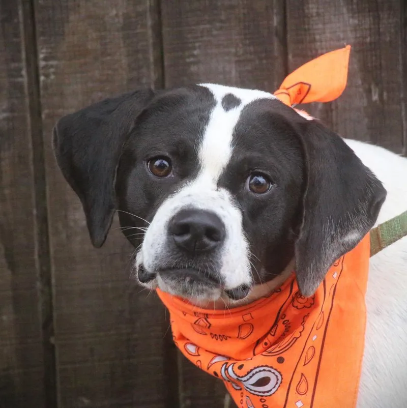 A young medium-sized female Pointer dog named Emmie for adoption in Brookhaven, MS