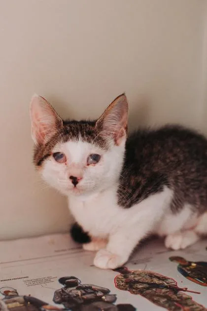 A baby small-sized female Domestic Short Hair cat named a Tina Turner for adoption in North Charleston, SC