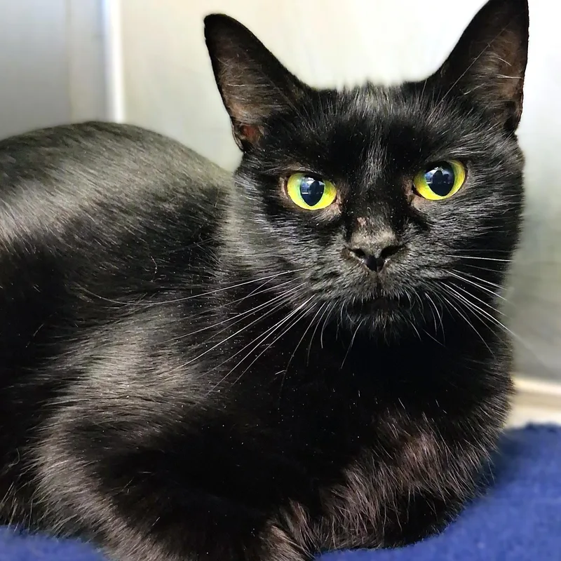 An adult medium-sized female Black Domestic Short Hair cat named Jiji for adoption in Belmont, NY