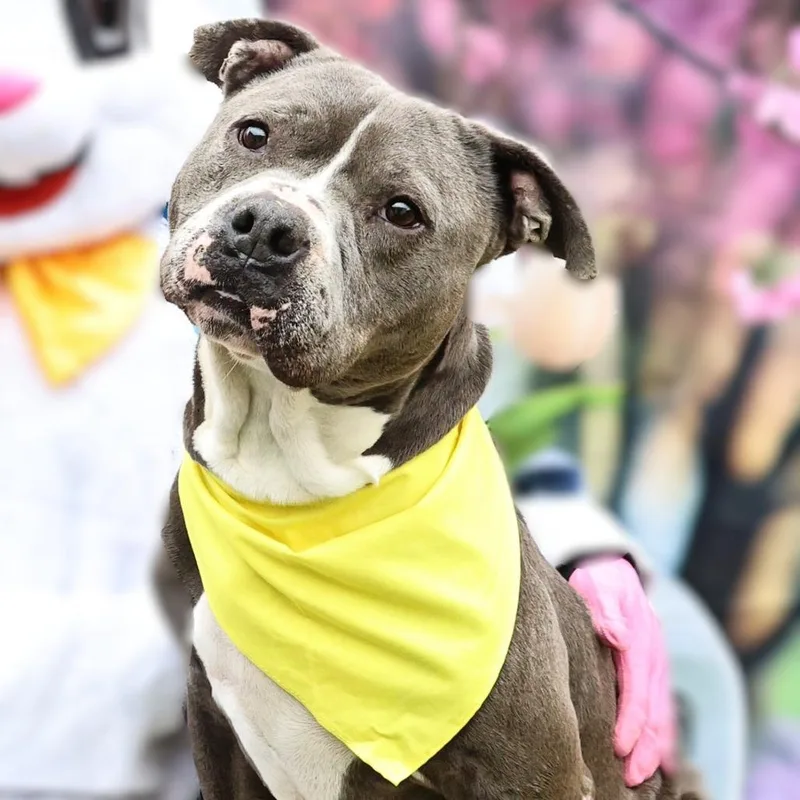 An adult large-sized male Staffordshire Bull Terrier dog named Bubba Gump JuM for adoption in Austin, TX