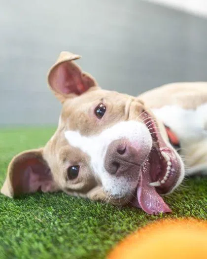 An adult medium-sized female Mixed Breed dog named Hillie for adoption in West Chester, PA