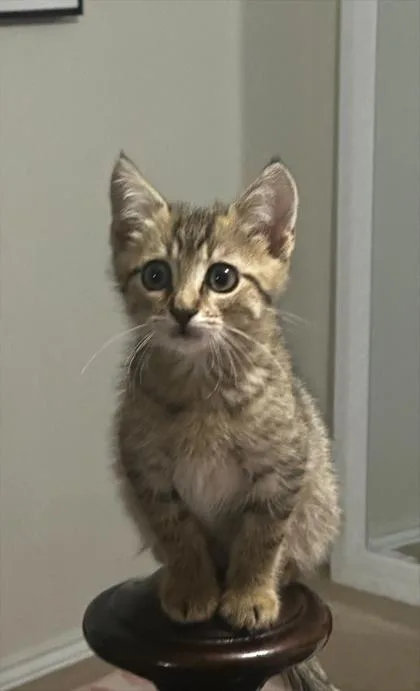 A young small-sized male Domestic Short Hair cat named Crocodile for adoption in San Antonio, TX