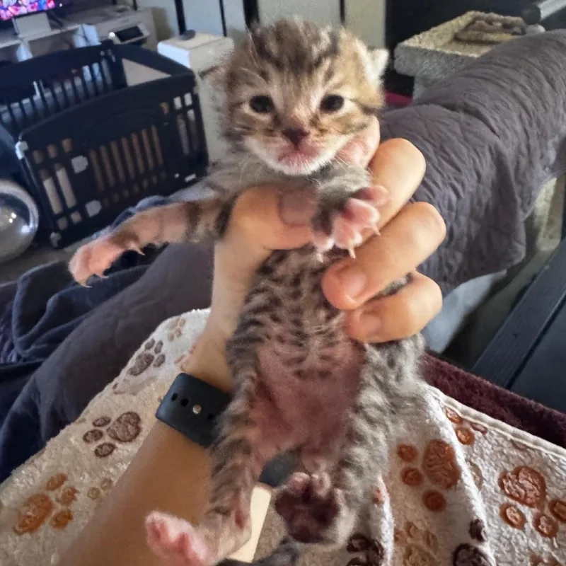 A baby small-sized male Brown / Chocolate Domestic Short Hair cat named Apple Macintosh for adoption in Westminster, CA