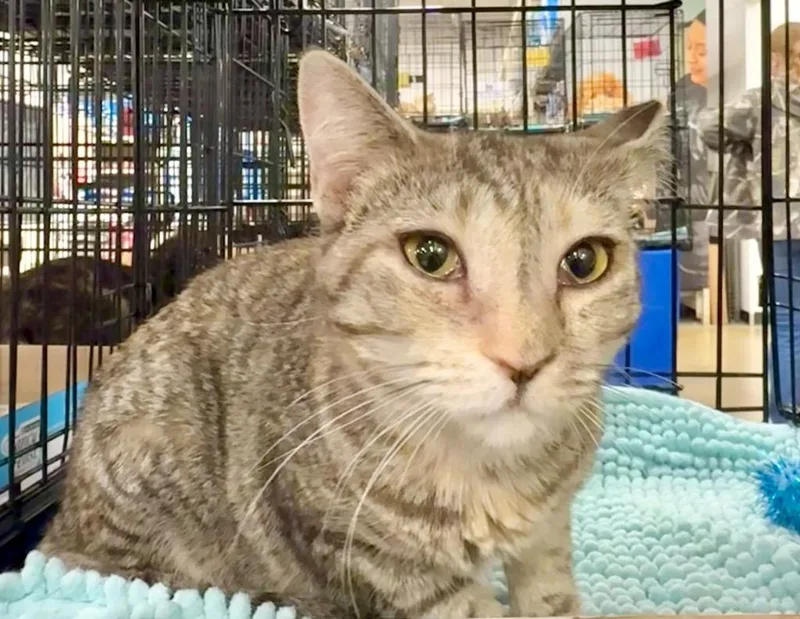 A baby small-sized female Domestic Short Hair cat named Ayla for adoption in Augusta, GA