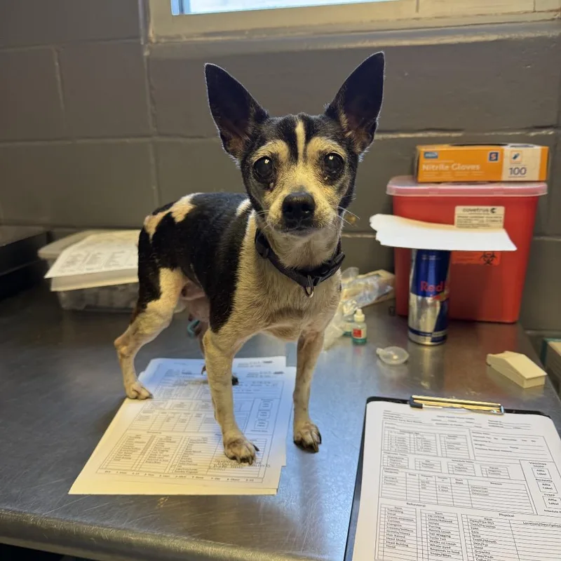 A senior small-sized female Black Chihuahua dog named Tuscstray_ for adoption in Tuscaloosa, AL