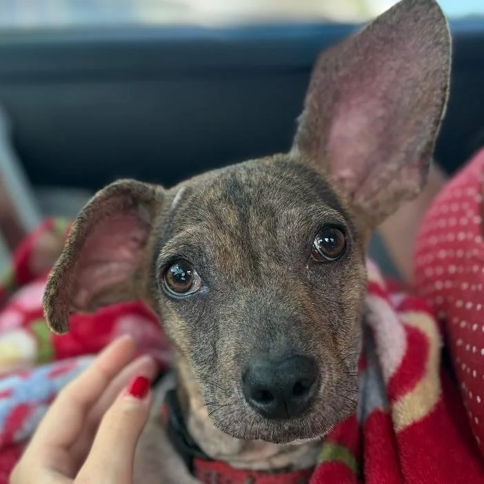 A young small-sized male Mixed Breed dog named Marvin for adoption in Naples, FL