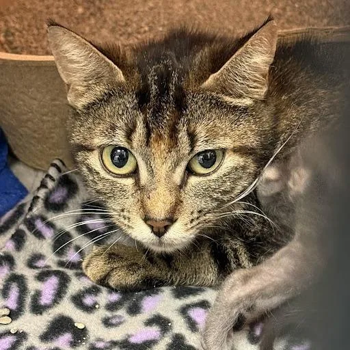 A young medium-sized female Brown / Chocolate Domestic Short Hair cat named Malibu Barbie for adoption in Austin, TX