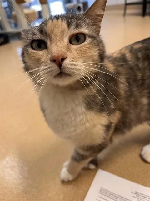 An adult small-sized female Domestic Short Hair cat named Patches for adoption in South Lake Tahoe, CA